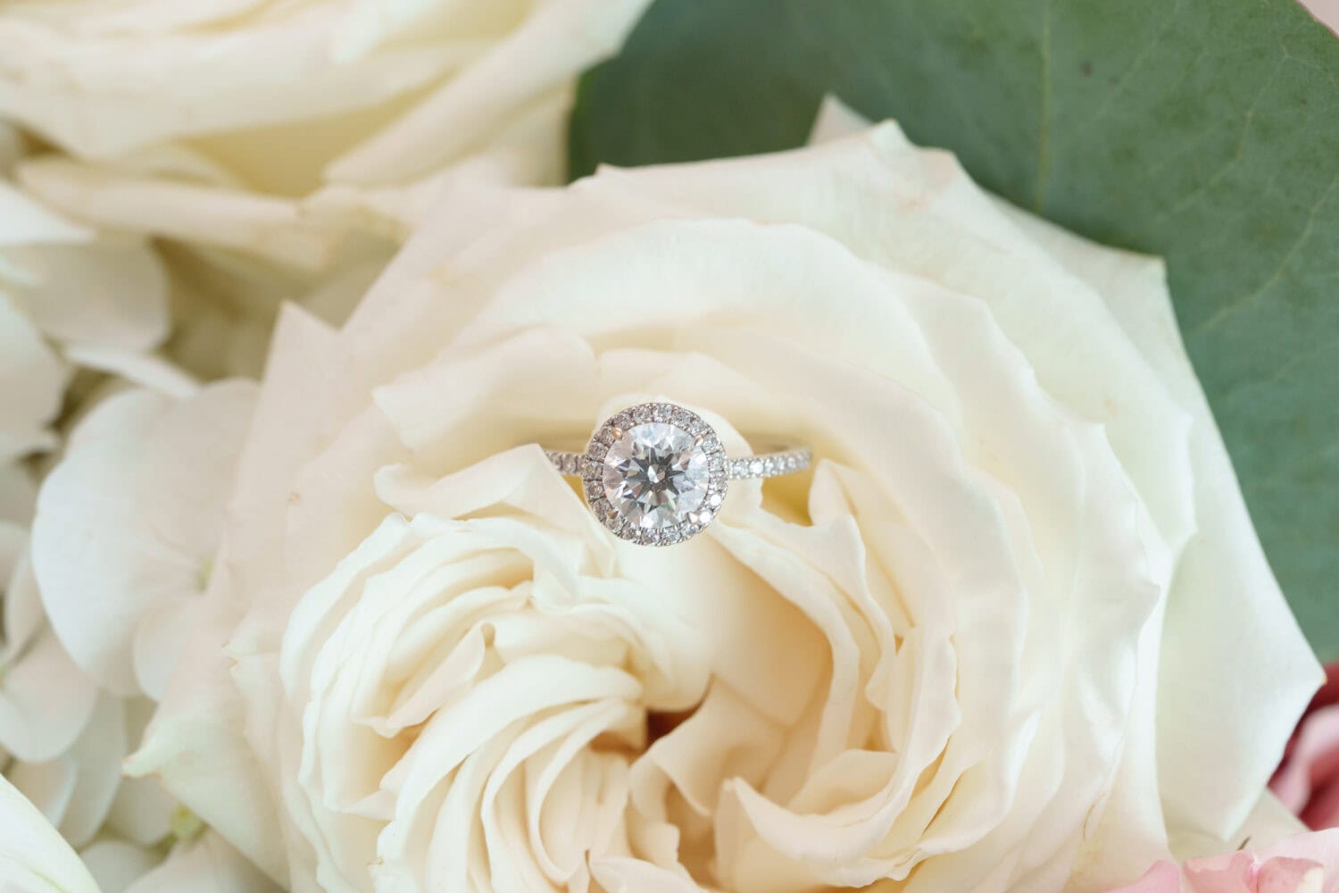 Rings on the flowers - Dunes Golf & Beach Club